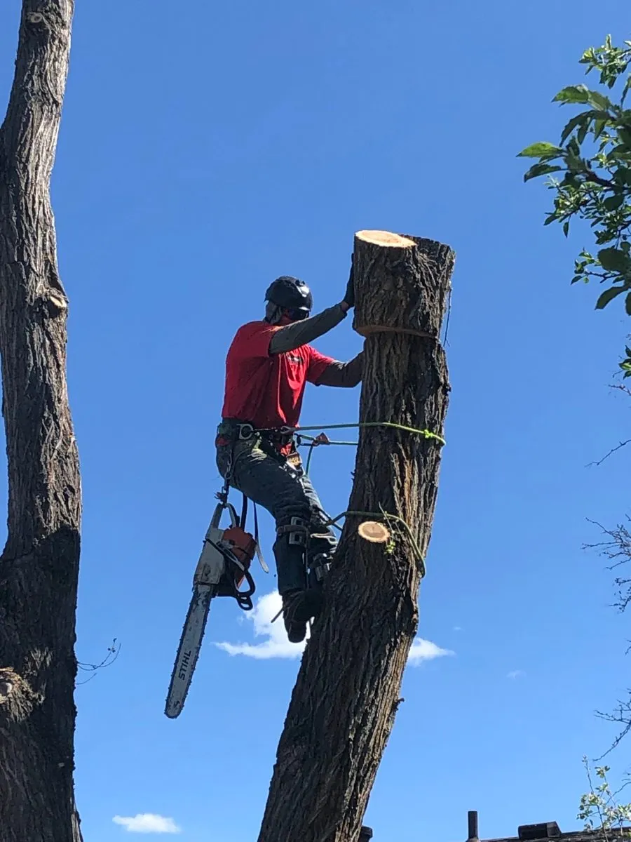 Justin Wilson removing an elm tree