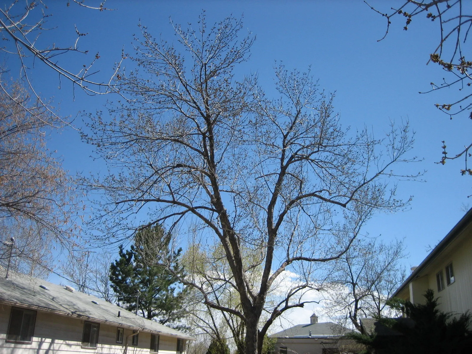 Mature green ash after pruning