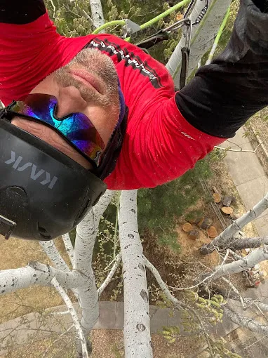 Arborist working high in the tree canopy