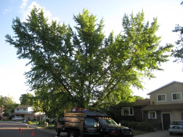 Tree before pruning