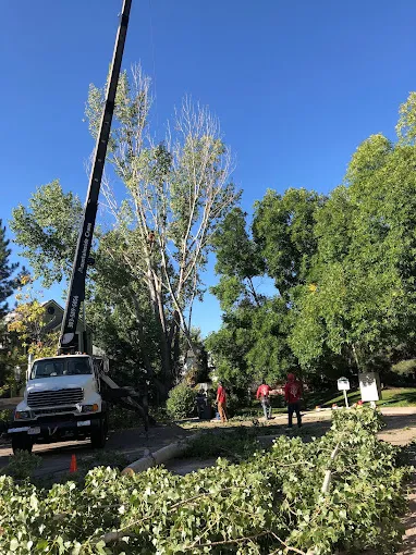 Crane truck and crew during large tree removal