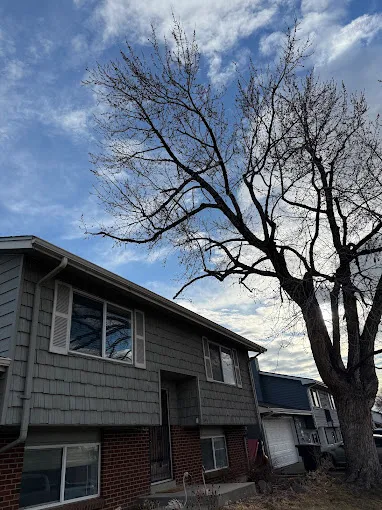 Residential tree assessment