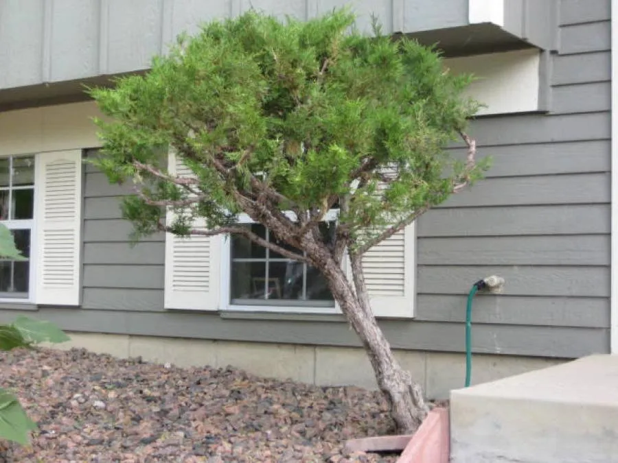 Topiary pruning